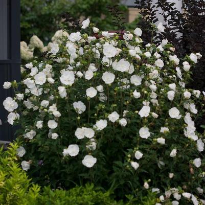 Hibiscus syriacus Notwoodtwo