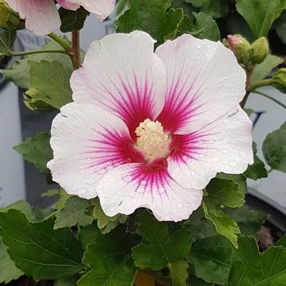 Hibiscus syriacus Minsywhi07