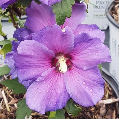 Hibiscus syriacus Minsybv3s01