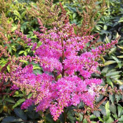 Astilbe x Verslilac