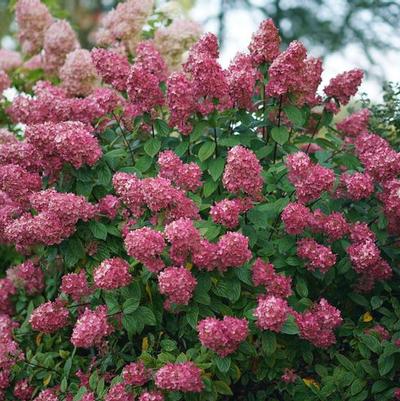 Hydrangea paniculata SMHPFL