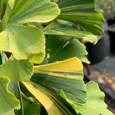 Ginkgo biloba Sunstream