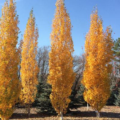 Betula platyphylla Jefpark