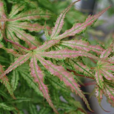 Acer palmatum Peaches and Cream