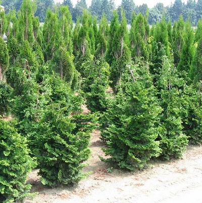 Chamaecyparis obtusa Well's Special