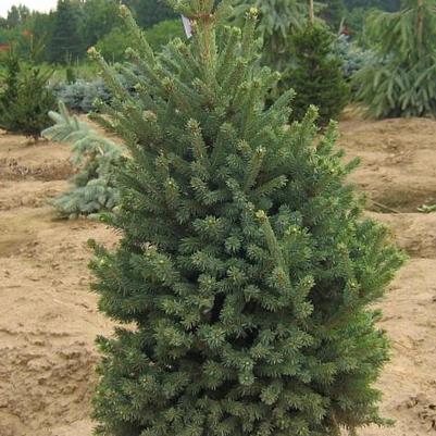 Picea mariana Blue Teardrop