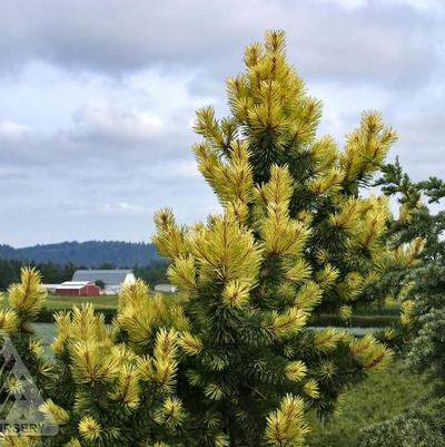 Pinus contorta Taylor's Sunburst