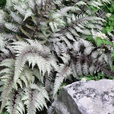 Athyrium niponicum Pictum