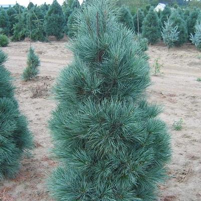 Pinus strobus x ayacahuite Domingo