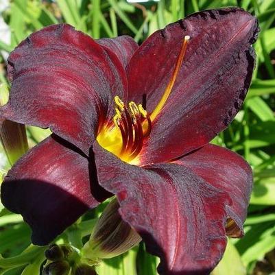 Hemerocallis Root Beer