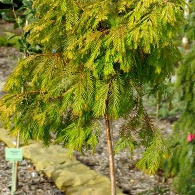 Metasequoia glyptostroboides Matthaei Broom