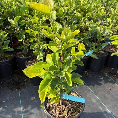 Magnolia lilliflora Nigra