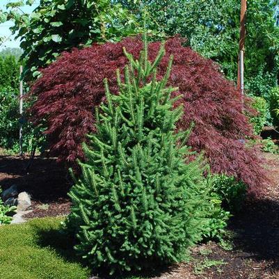 Picea abies Fastigiata Compacta