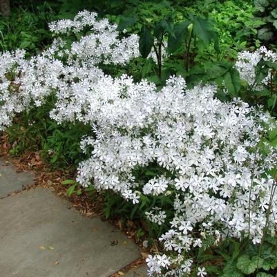 Phlox divaricata May Breeze