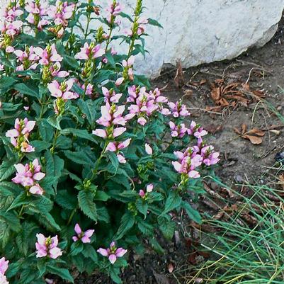 Chelone lyonii Hot Lips