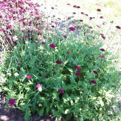 Knautia macedonica Mars Midget