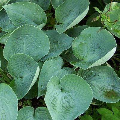 Hosta Abiqua Drinking Gourd