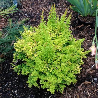 Berberis thunbergii Aurea Nana