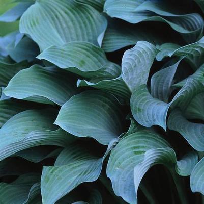 Hosta Love Pat