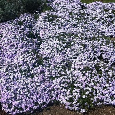 Phlox subulata Emerald Blue