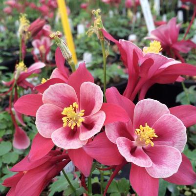 Aquilegia x Songbird Cardinal