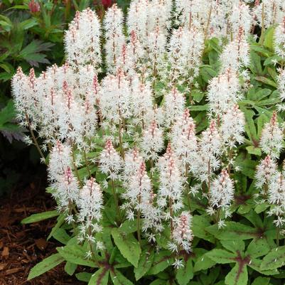 Tiarella x Spring Symphony