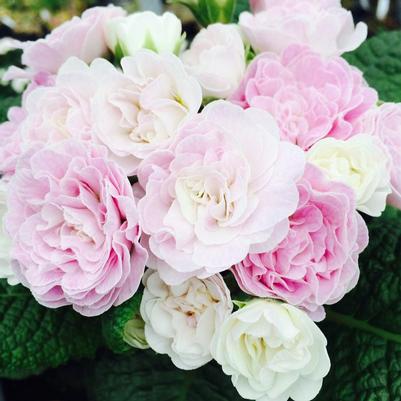 Primula vulgaris Kerbelpice