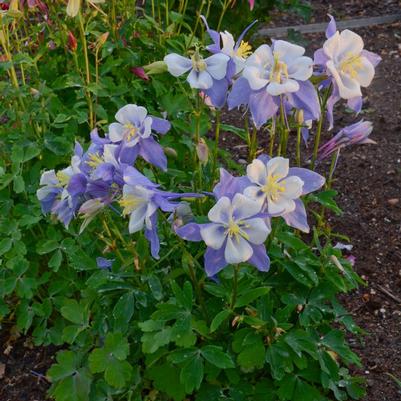 Aquilegia x Blue Bird