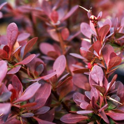 Berberis thunbergii Bailone