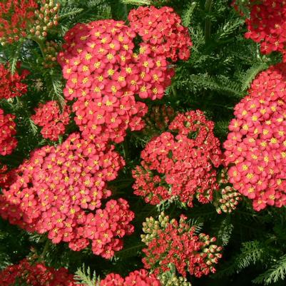 Achillea millefolium Paprika