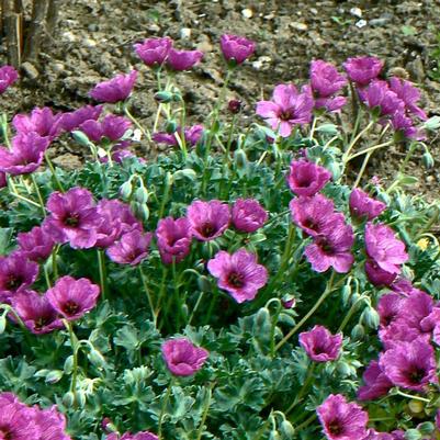 Geranium cinereum Giuseppe