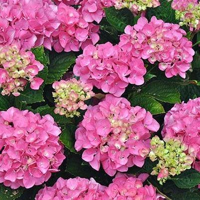 Hydrangea macrophylla Forever Pink