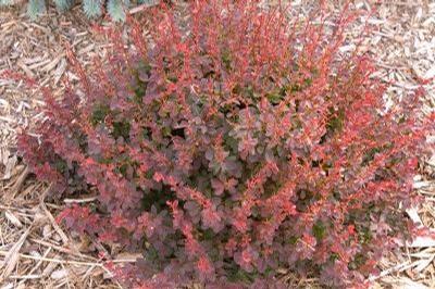Berberis thunbergii Gentry