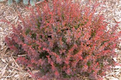 Berberis thunbergii Gentry