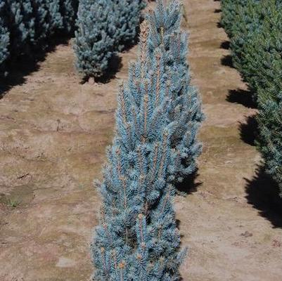 Picea pungens Blue Totem