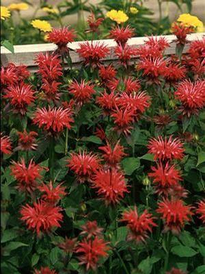 Monarda didyma Gardenview Scarlet (Bee Balm)