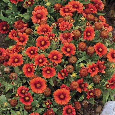 Gaillardia x grandiflora Arizona Red Shades