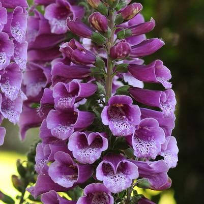 Digitalis purpurea Dalmatian Purple