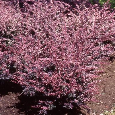 Berberis thunbergii Rose Glow