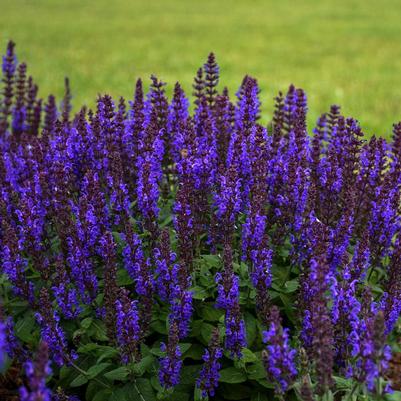 Salvia nemorosa Bumbleblue