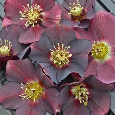 Helleborus Rome in Red