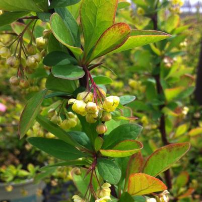 Berberis thunbergii Tara