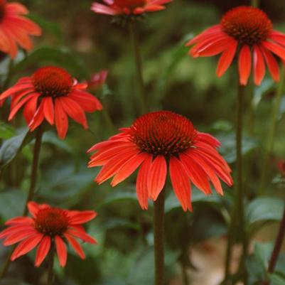 Echinacea x Evan Saul