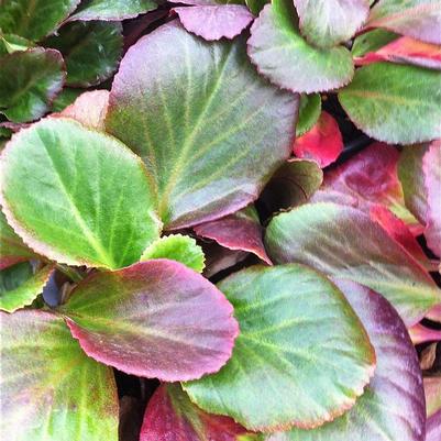 Bergenia x Bressingham Ruby