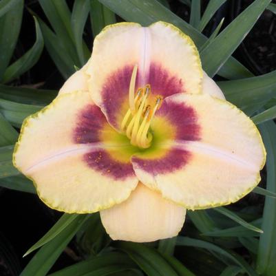 Hemerocallis Custard Candy