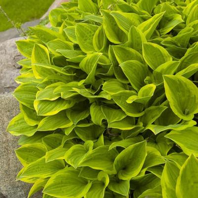 Hosta Golden Tiara