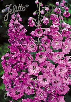 Delphinium elatum Pink Punch