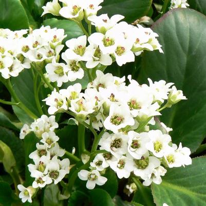 Bergenia x Bressingham White