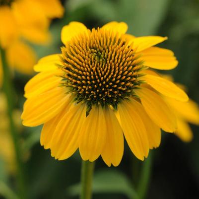 Echinacea x Balsomemy (Lemon Yellow Coneflower)