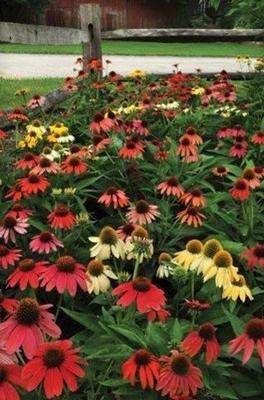 Echinacea x Cheyenne Spirit